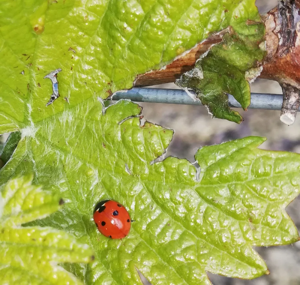 Marienkäfer auf einem Rebblatt im Weinberg